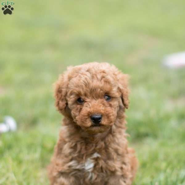 Fig, Mini Goldendoodle Puppy